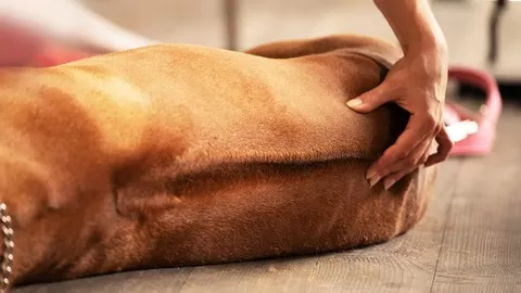Learn how to massage your dog
