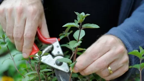 Learn how to propagate and grow on common ornamental plants
