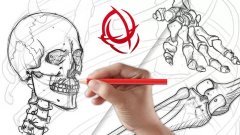 Learn to Draw the Anatomy of the Skeleton