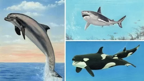 Learn how to draw 3 stunning Sea Life pictures - a Dolphin