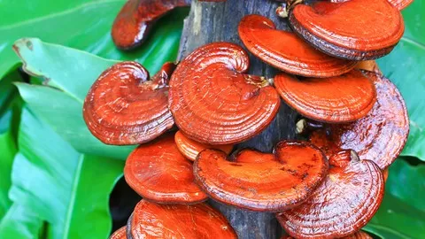 Learn the top mushrooms used in holistic medicine and herbalism for their effectiveness