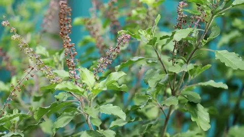 Learn the art how growing Tulasi at home