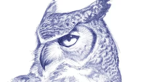 Learn how to draw birds like an expert - quickly