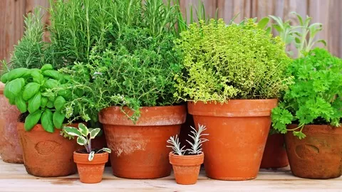 Learning to make the most of your herb garden