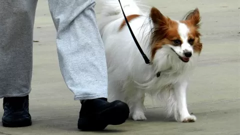 A guide to teach walking on leash appropriately in all situations.