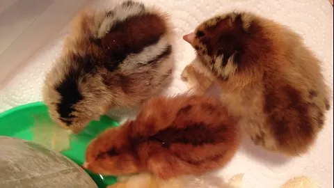 Learn how to choose your first chickens and raise them up to laying age.