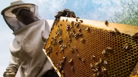Understand in depth why you should become a beekeeper and how beekeeping can transform your life for the better.