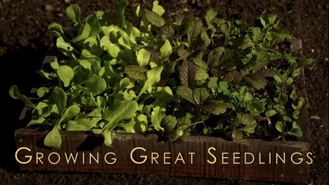 Everything you need to know about growing great seedlings