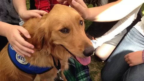 Learn What a Therapy Dog is