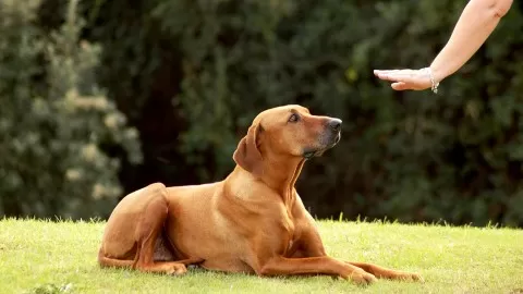 Clicker train your dog to perform 8 fun tricks plus a bonus trick.