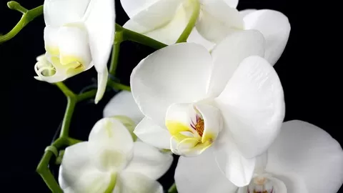 Orchid Care 101 (Phalaenopsis)