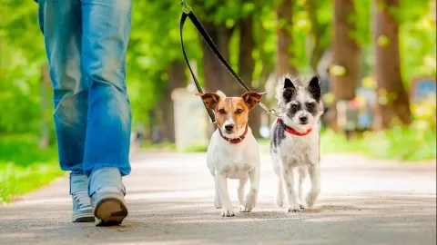 Got a dog that pulls you off your feet? Take this course to teach your dog polite loose-leash walking.