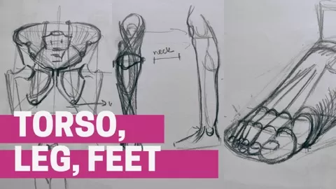 During this class we will practice several exercises that will help us to understand leg contruction. Even if this part of the body looks pretty easy to draw...