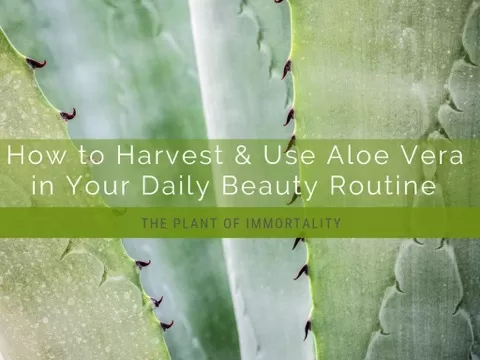 Aloe Vera is full of surprises and easy to incorporate into your daily beauty routine.In this course you will learn the super easy way to extract and use Alo...
