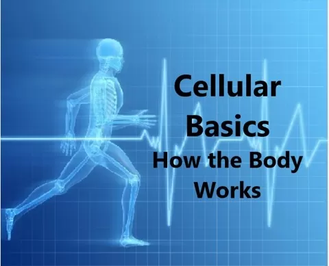 Your body is made up of 37 trillion independently functioning cells that make up your tissues and organs. Everything you do starts at the cellular level. Eve...