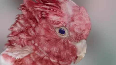 creating realistic feathers in procreate