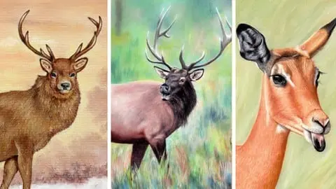 Learn to draw 3 AMAZING Wild Animal paintings with Colin Bradley. Follow along step by step and get amazing results