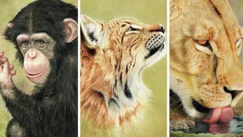 Learn to draw 3 INCREDIBLE Wild Animal Portraits with Colin Bradley. Follow along step by step and get amazing results