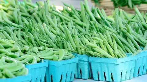 Learn the basics of French bean farming